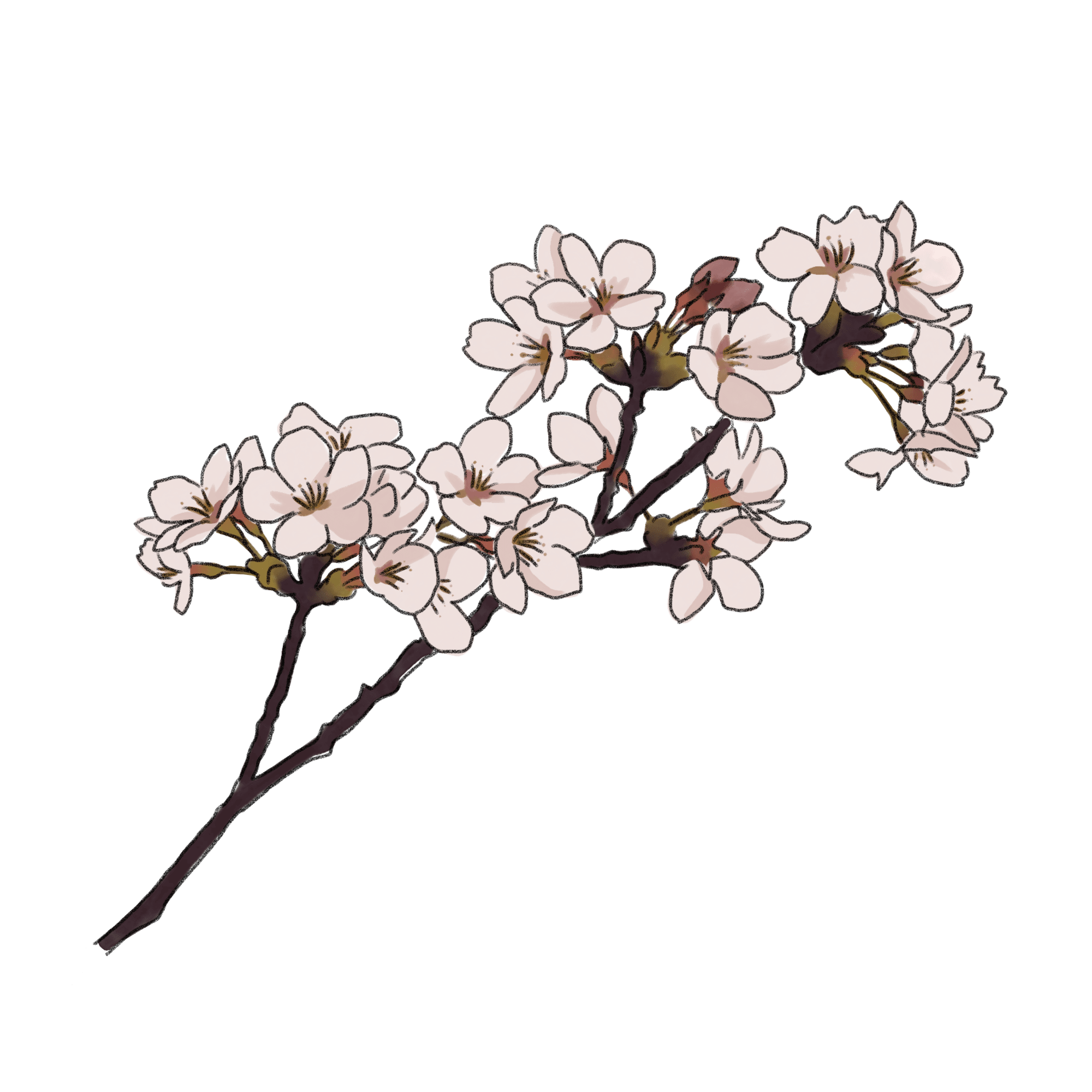 桜のイラスト 01 フリー素材 Greenstock40
