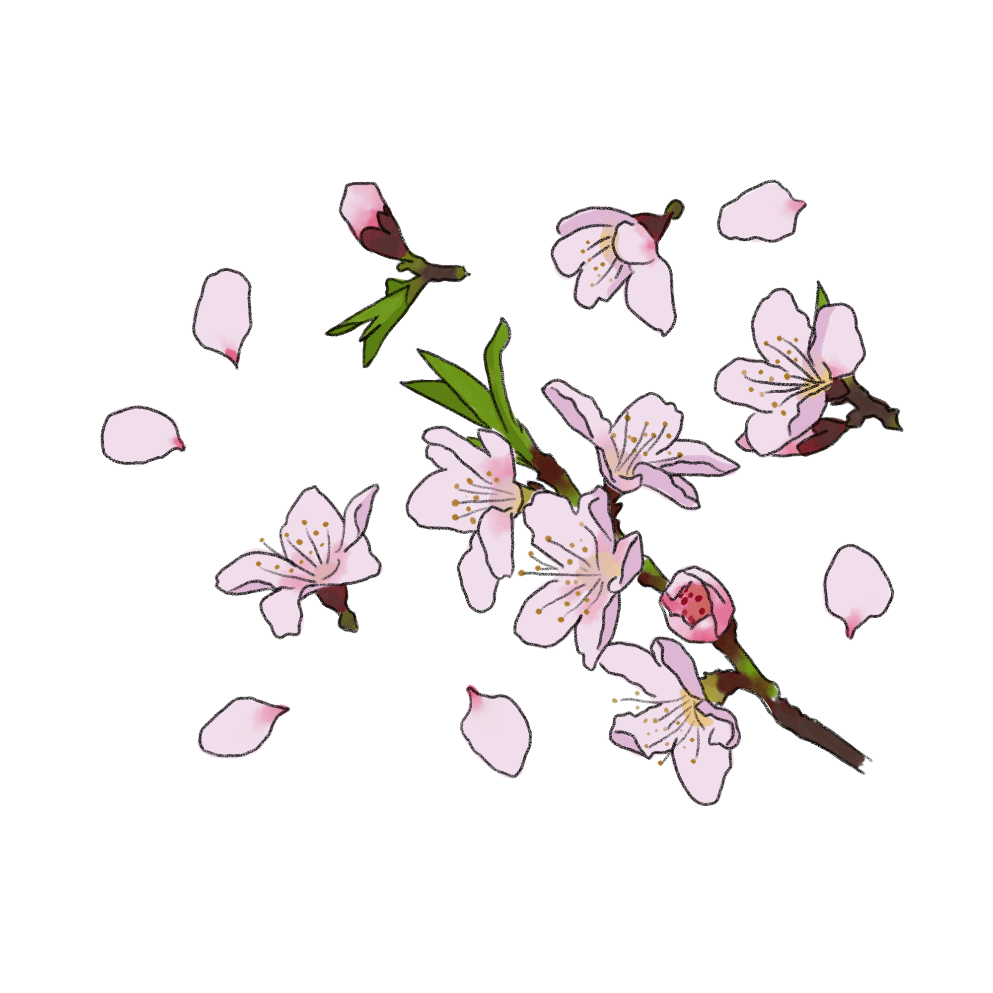 桜のイラスト 02 フリー素材 Greenstock40