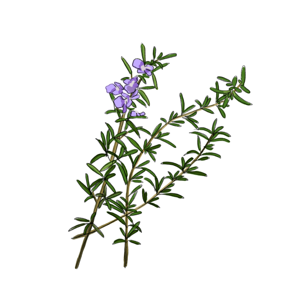 ヒイラギ 柊木 のイラスト 02 Greenstock40