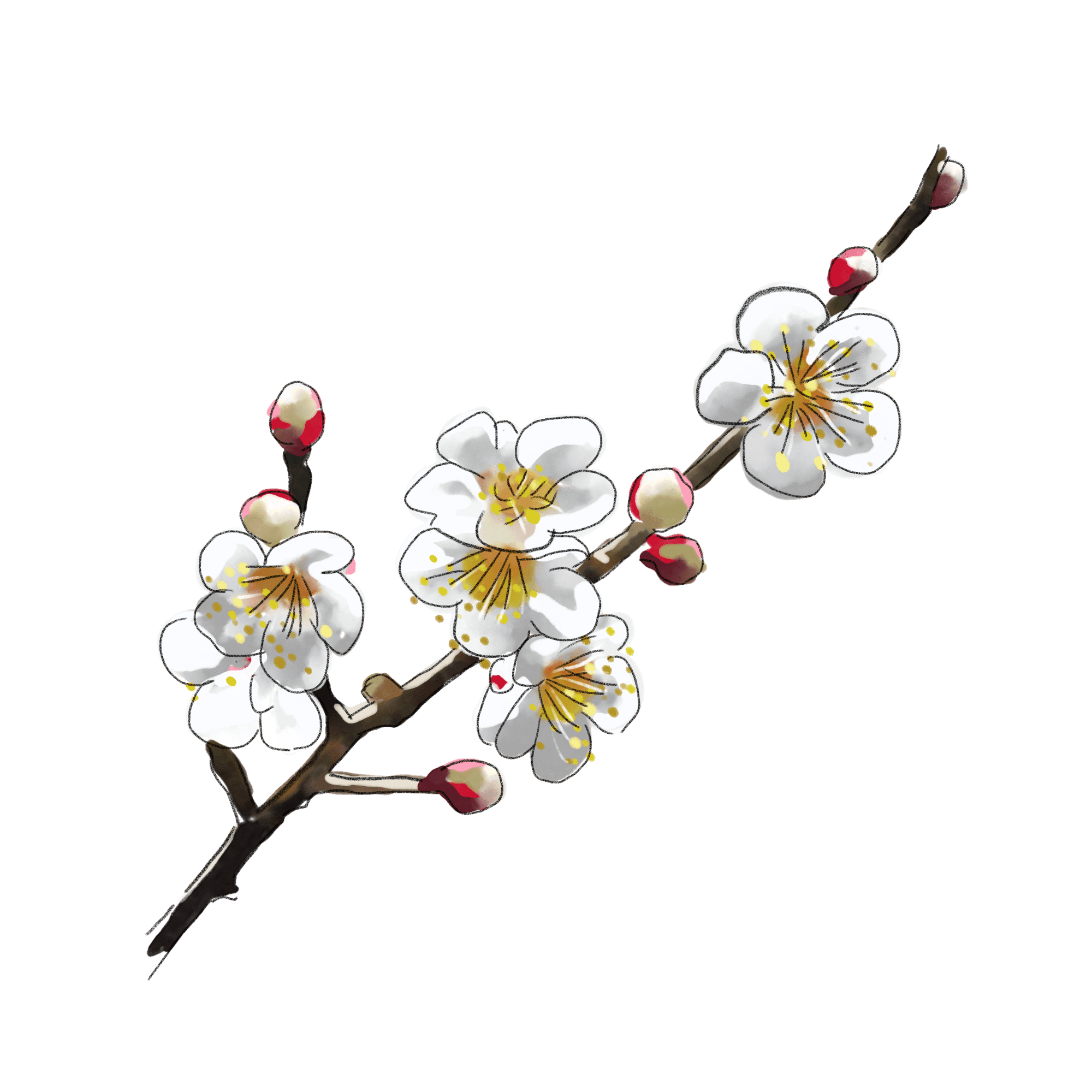 梅の花のイラスト 01 フリー素材 Greenstock40
