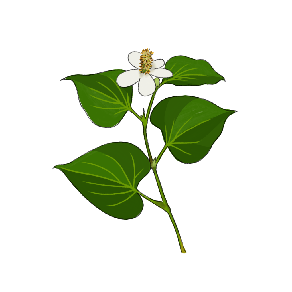 ドクダミのイラスト 02 フリー素材 Greenstock40