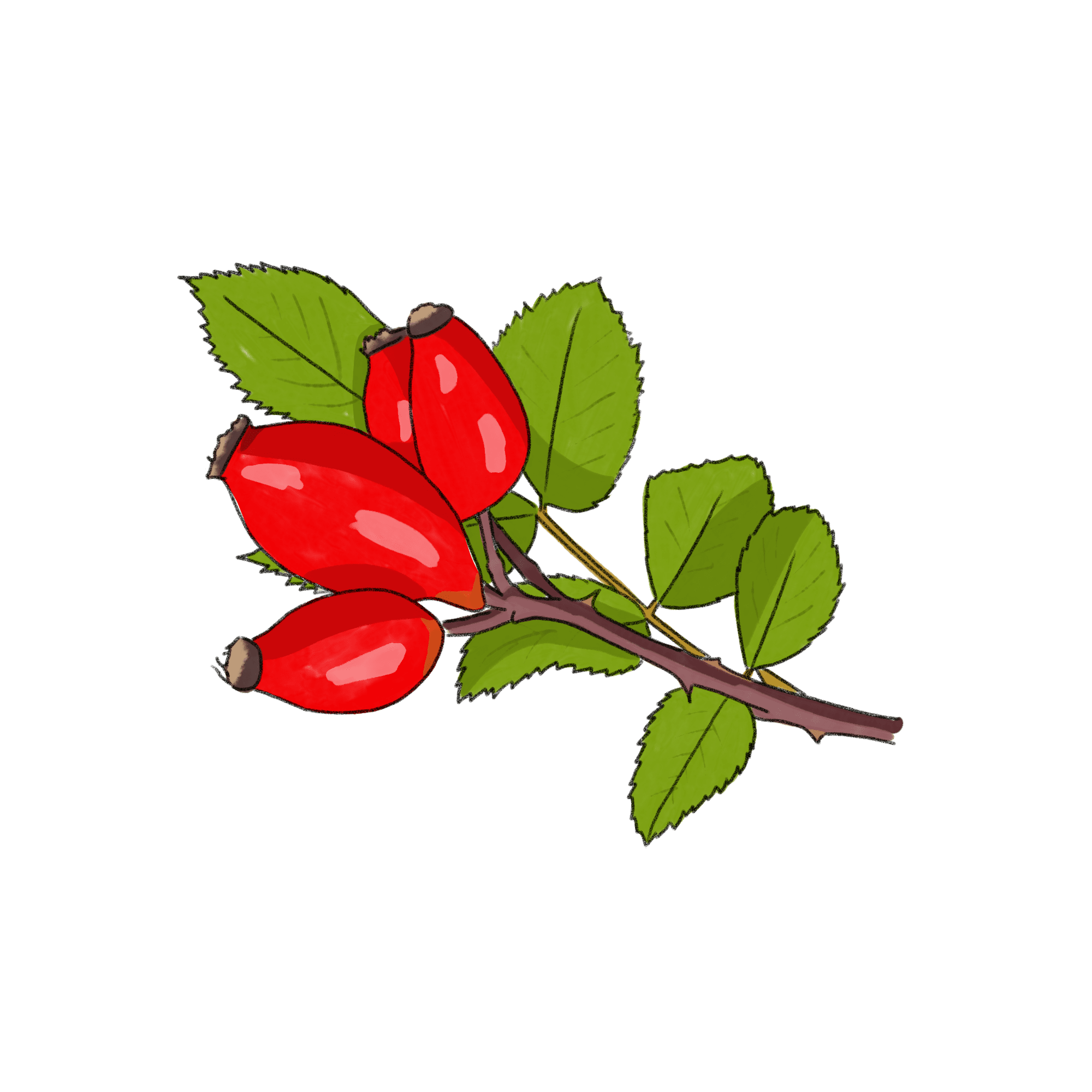 ローズヒップのイラスト 02 フリー素材 Greenstock40