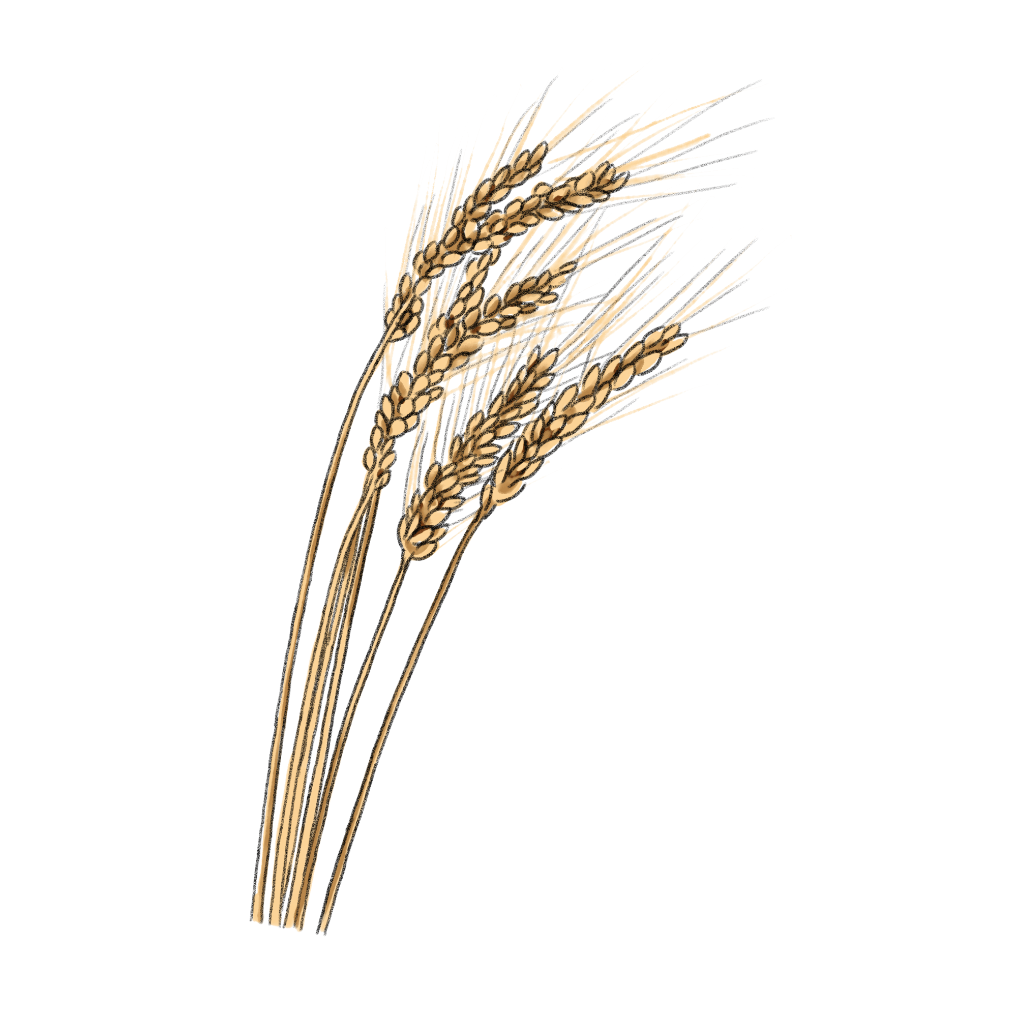 大麦のイラスト