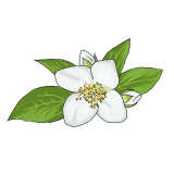 たんぽぽのイラスト 01 フリー素材 Greenstock40 たんぽぽのイラスト 01 フリー素材 Greenstock40