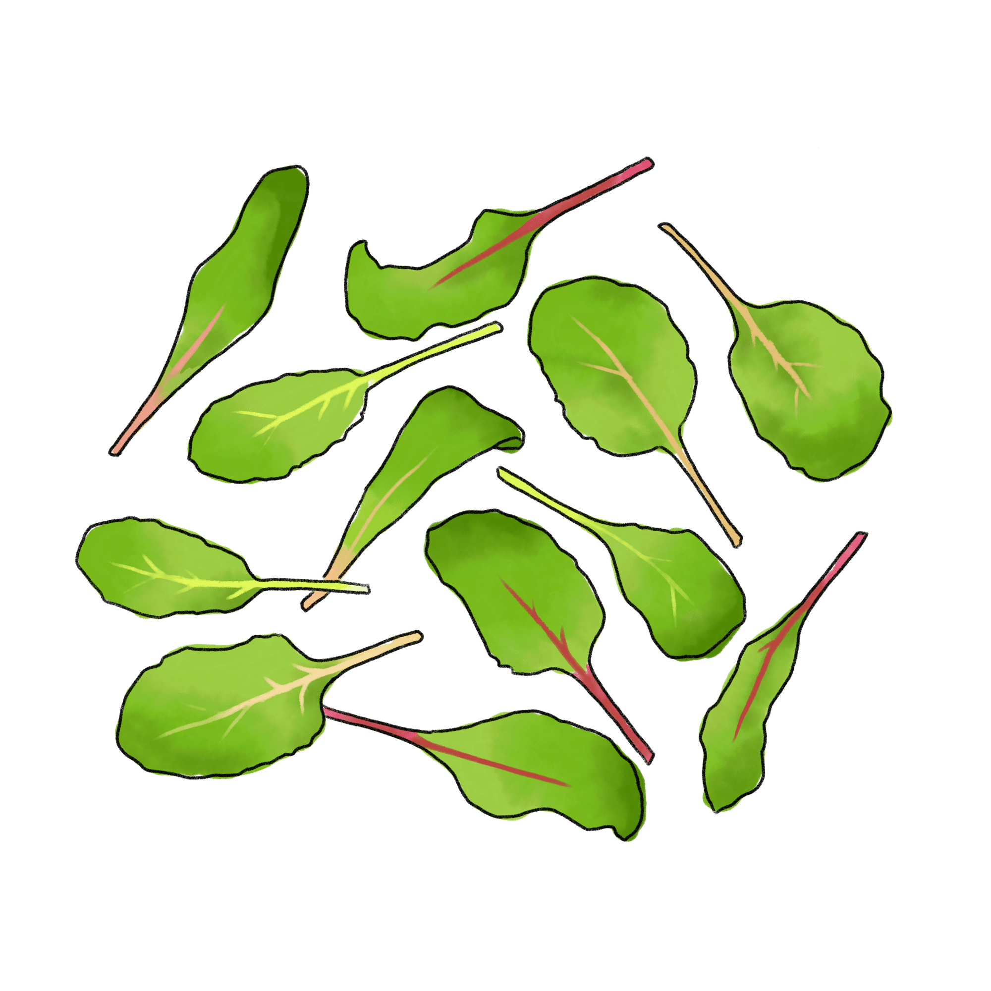 スイスチャードのイラスト 02 フリー素材 Greenstock40