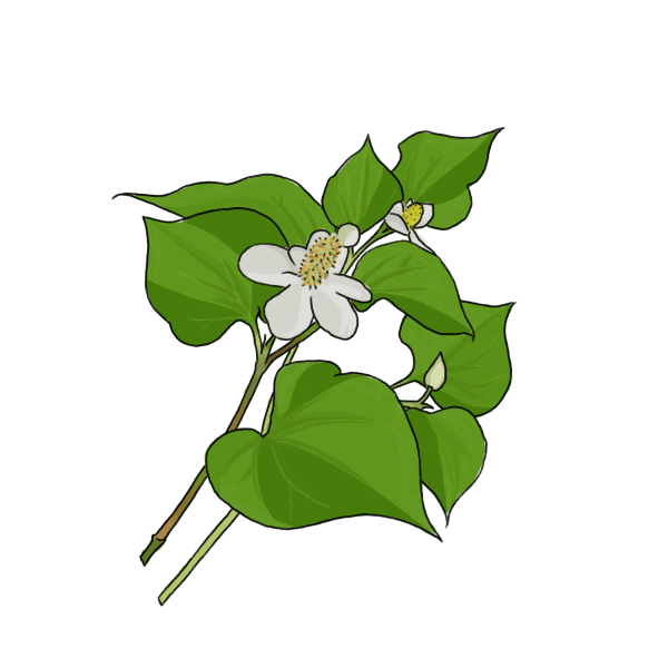 ドクダミのイラスト 02 フリー素材 Greenstock40