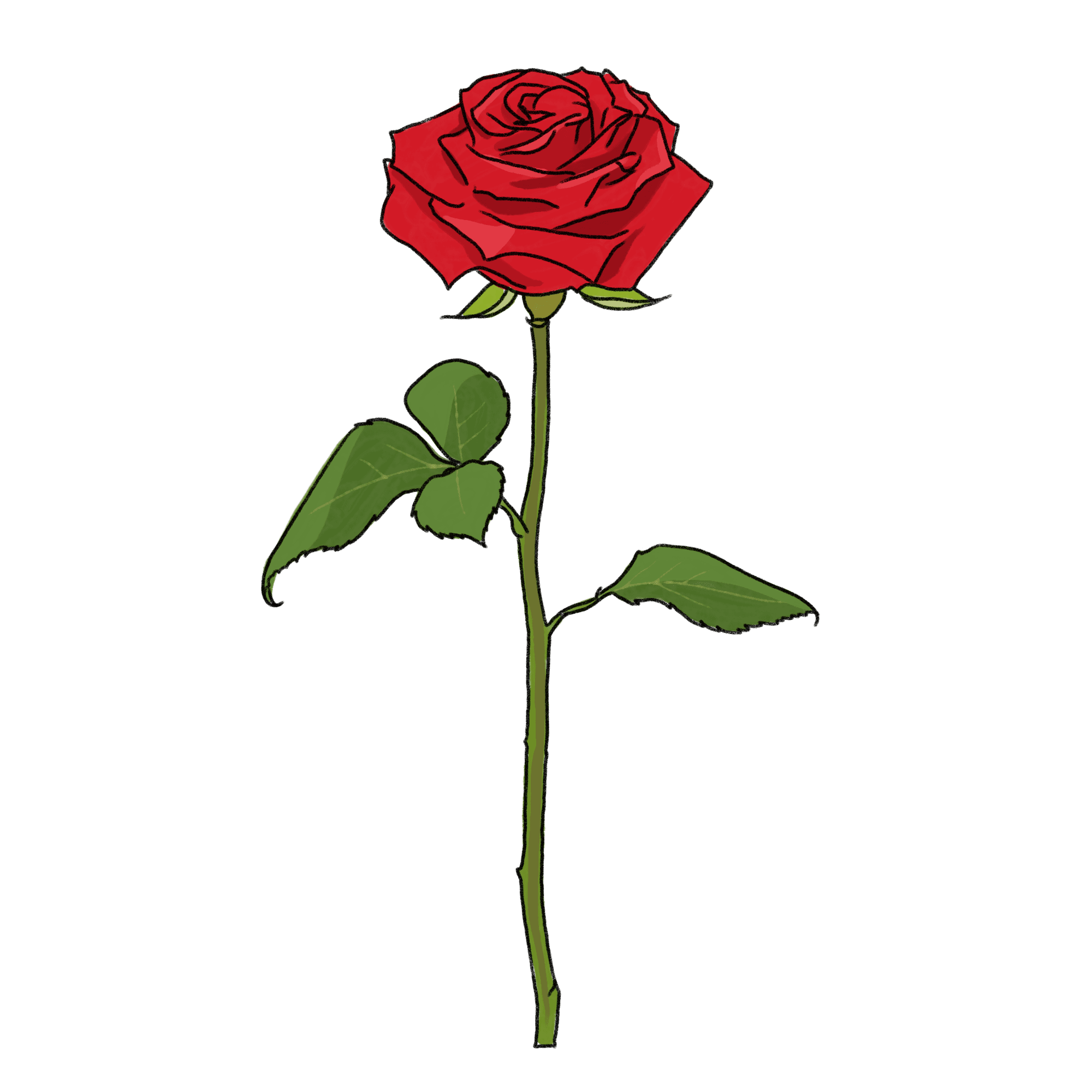 赤いバラのイラスト