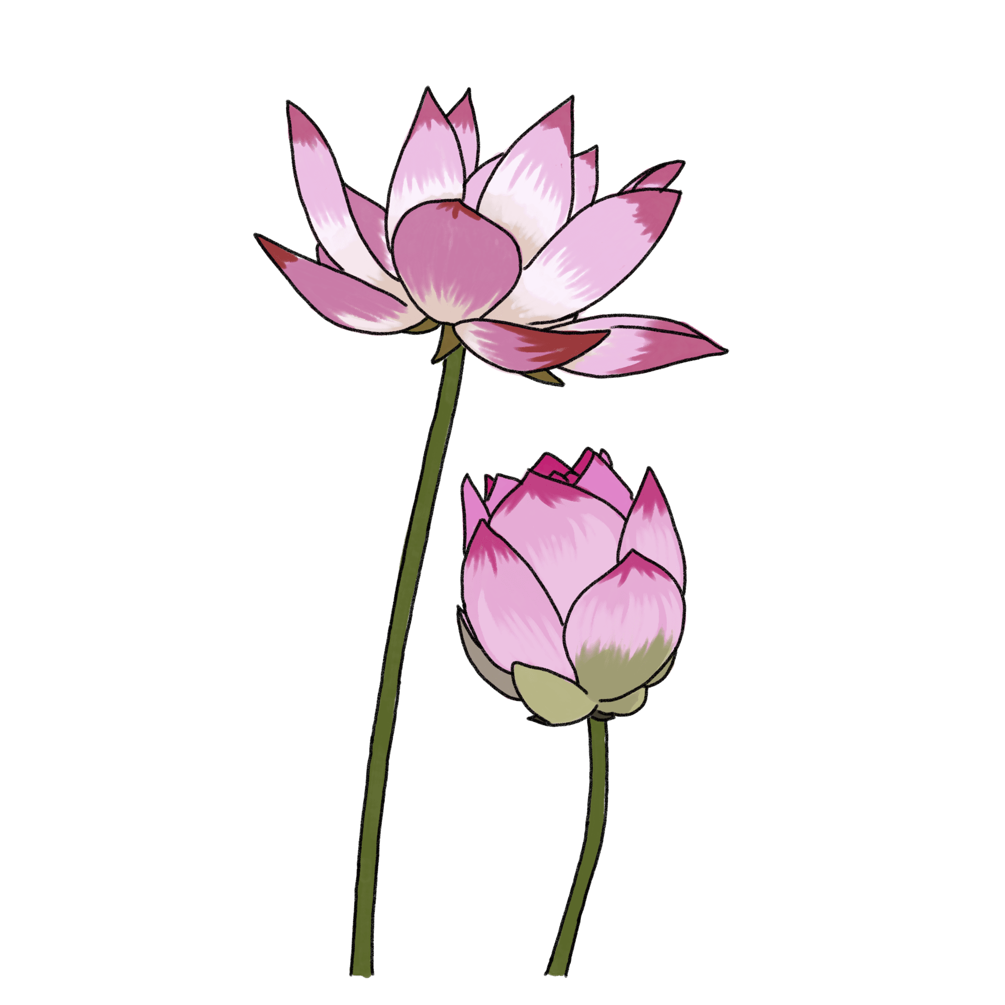 ハスの花のイラスト フリー素材 Greenstock40