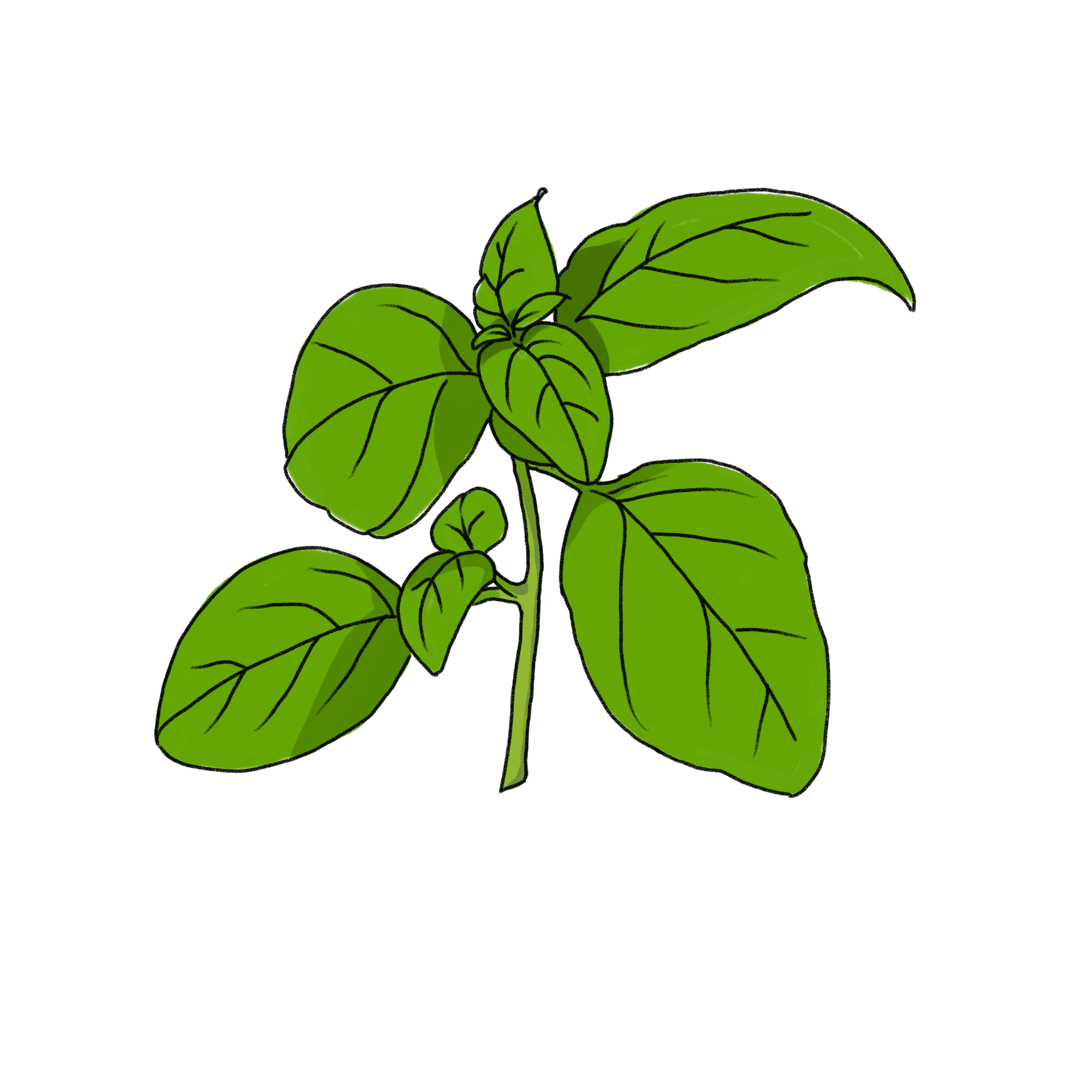 バジルのイラスト 03 フリー素材 Greenstock40