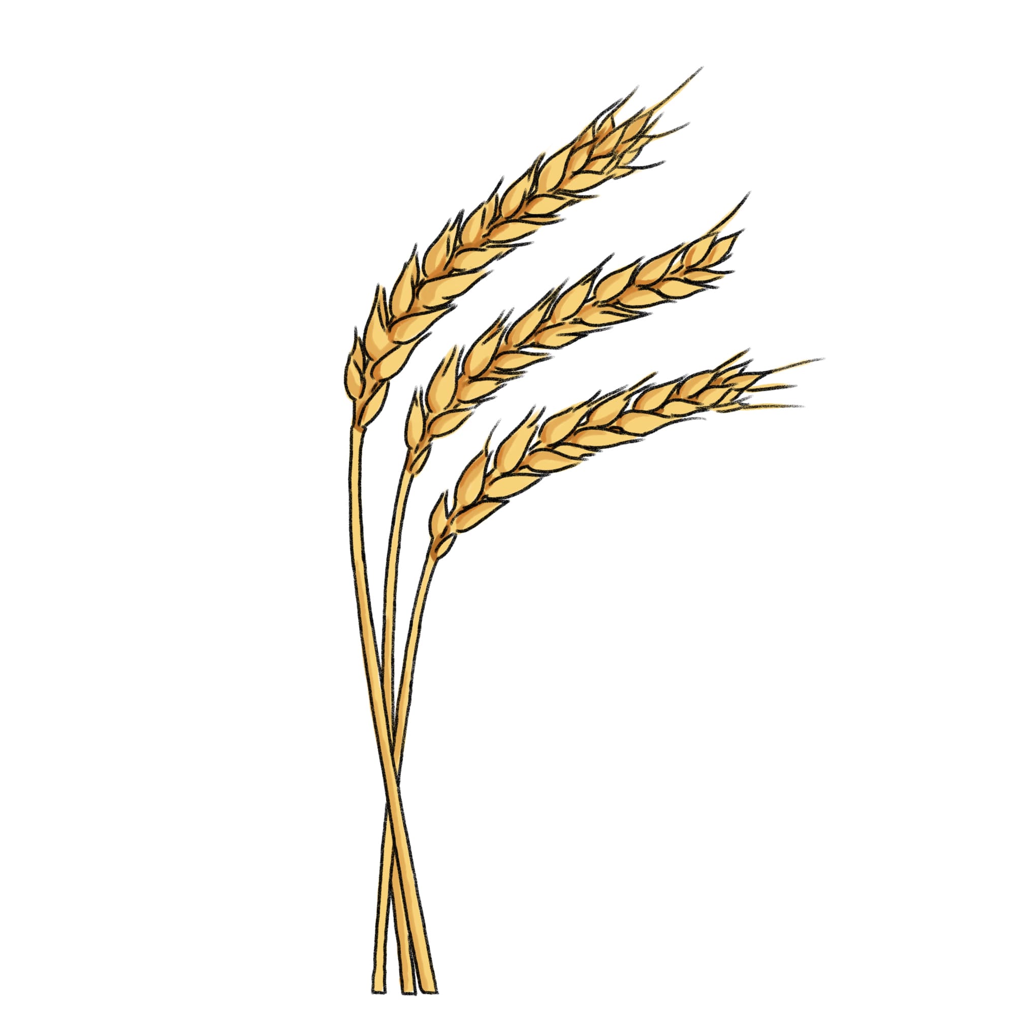小麦のイラスト フリー素材 Greenstock40