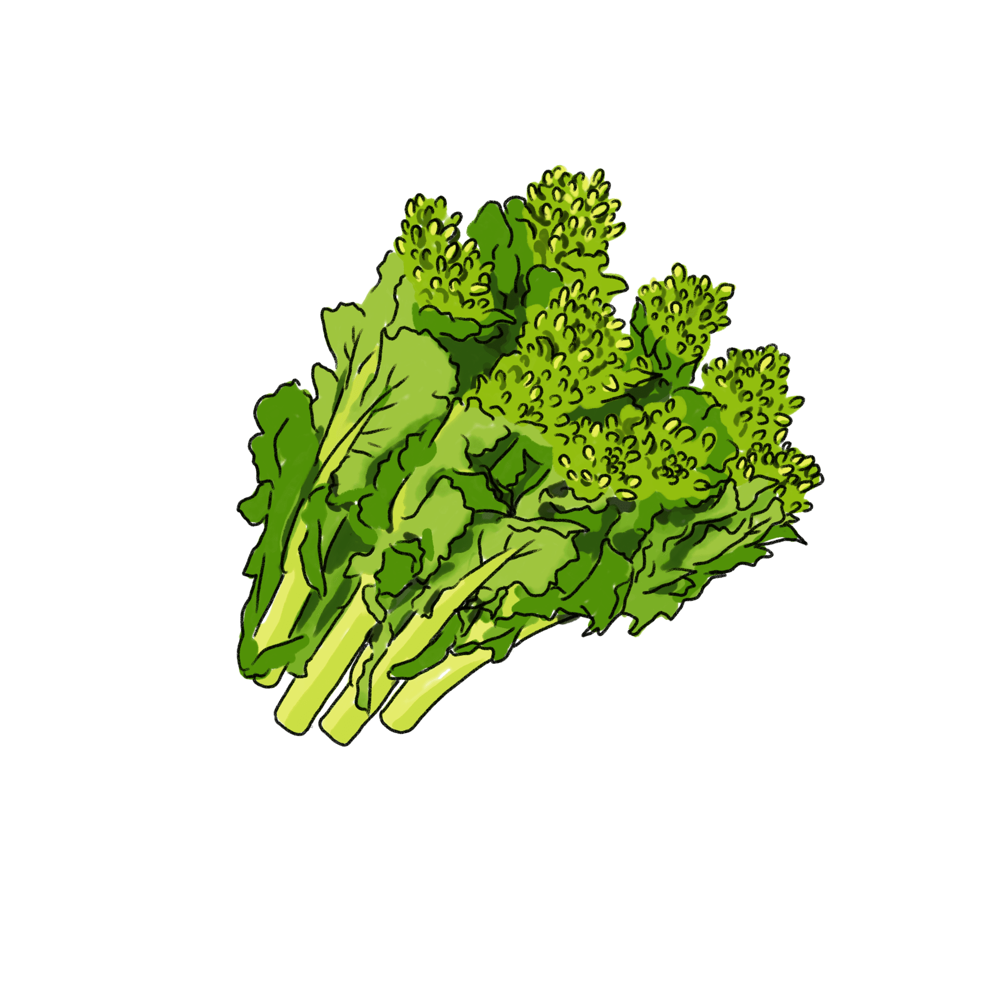 菜の花のイラスト 02 フリー素材 Greenstock40