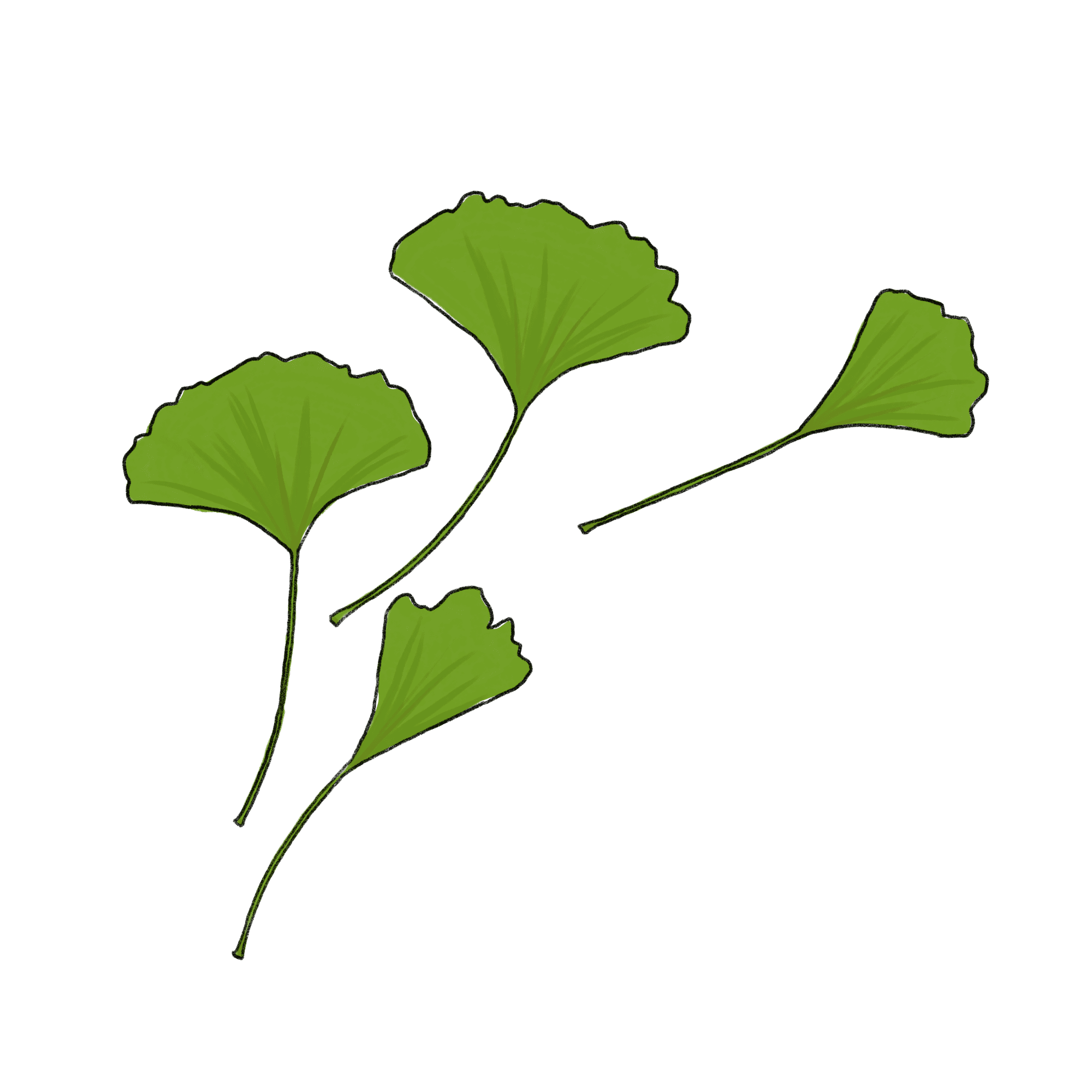 イチョウの葉のイラスト 緑 01 フリー素材 Greenstock40