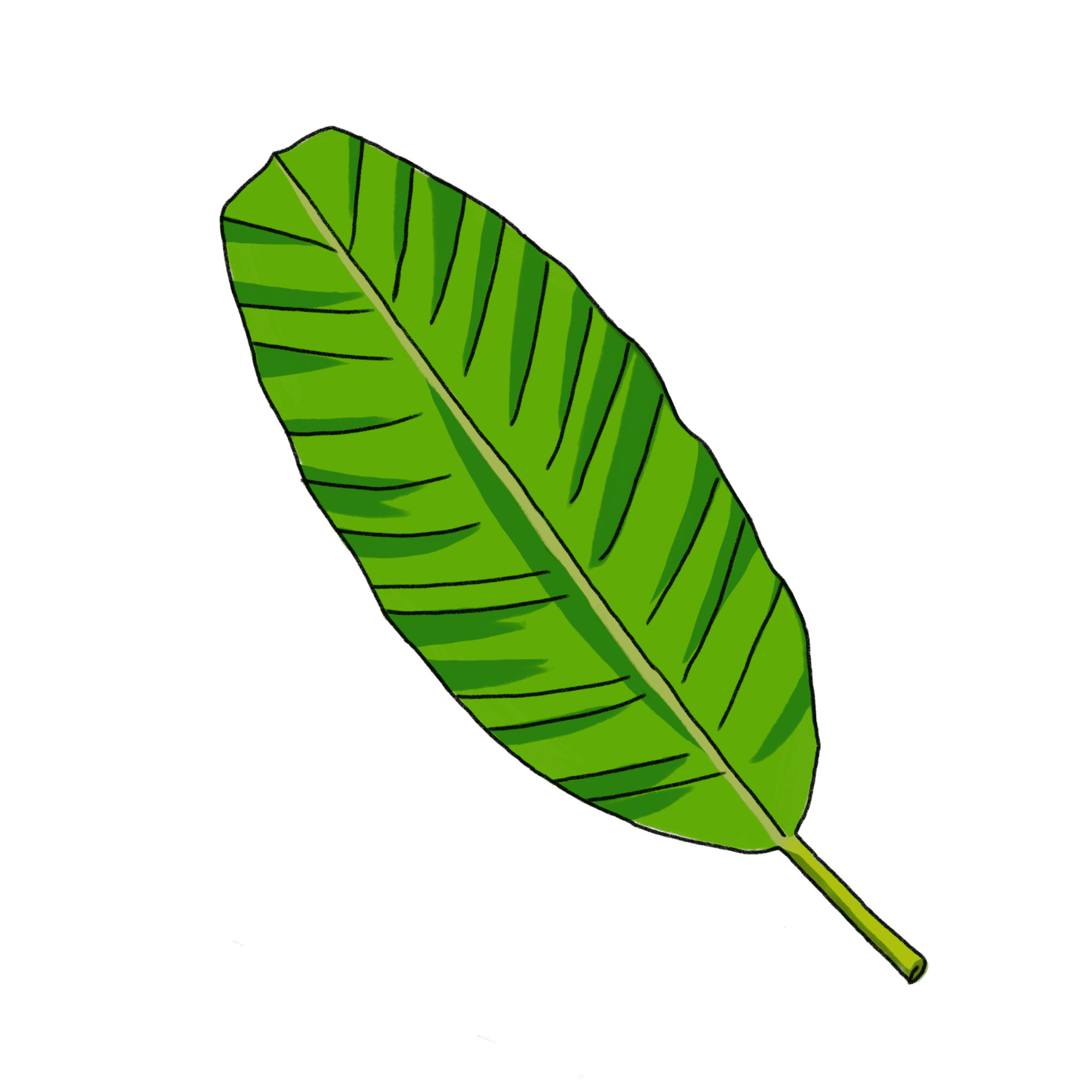 バナナの葉のイラスト 02 フリー素材 Greenstock40