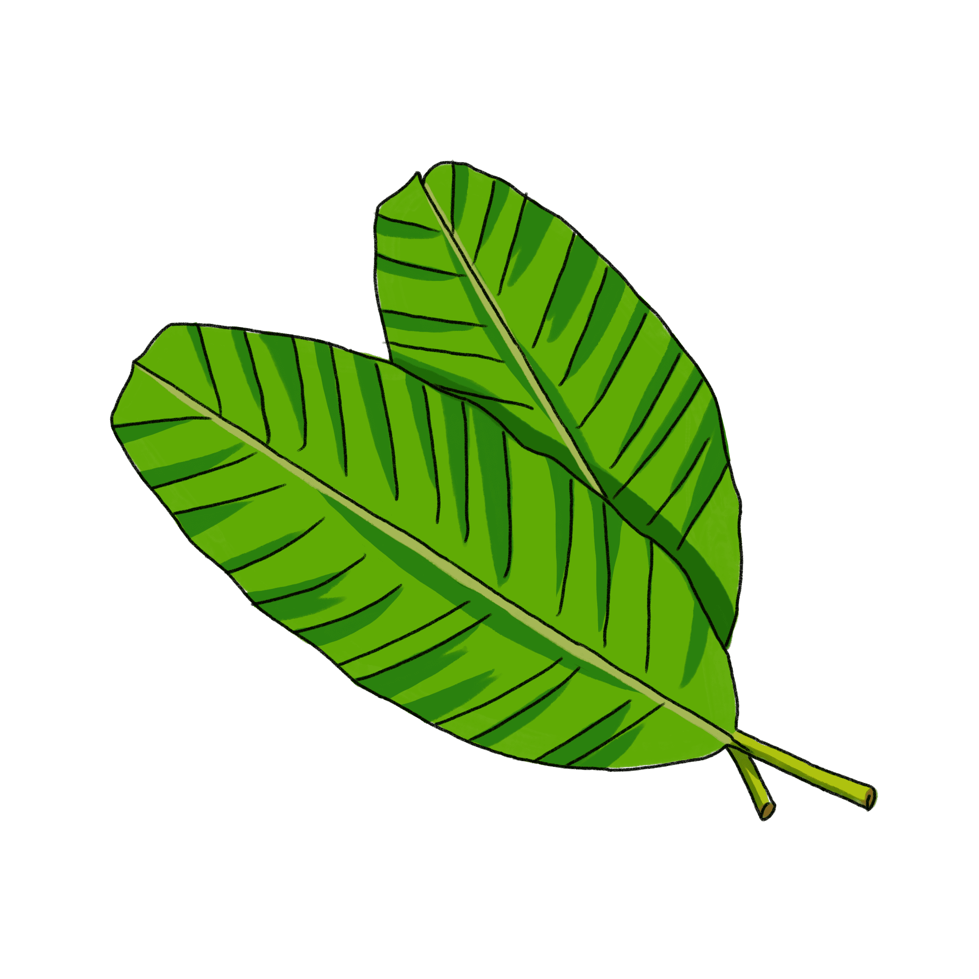 バナナの葉のイラスト