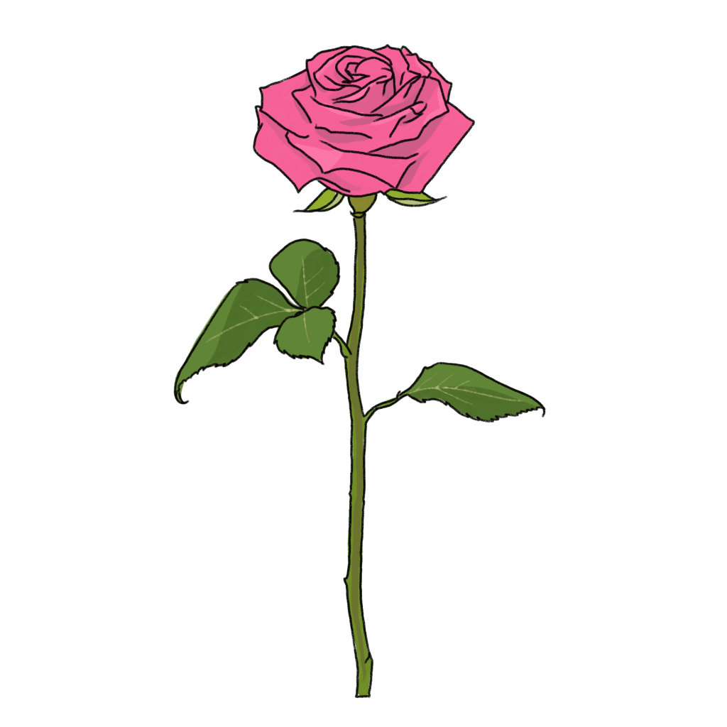 ピンク色のバラのイラスト