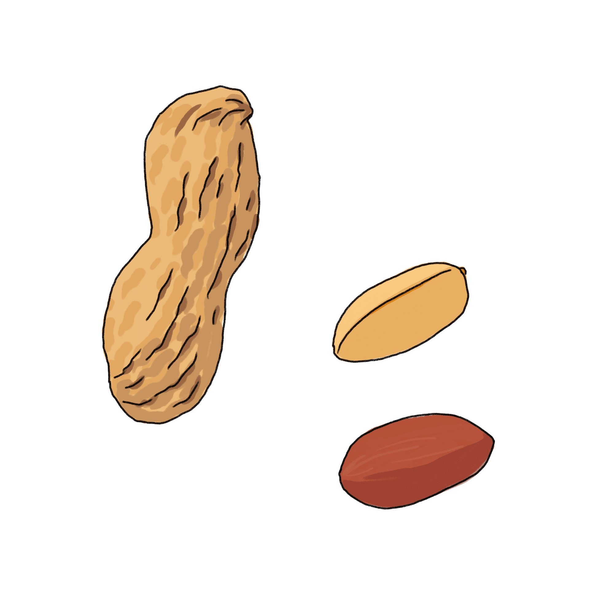 ピーナッツのイラスト
