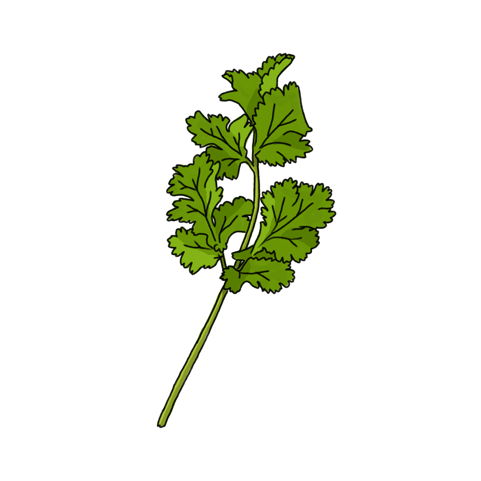 パクチーのイラスト 02 フリー素材 Greenstock40 パクチーのイラスト 02 フリー素材 Greenstock40