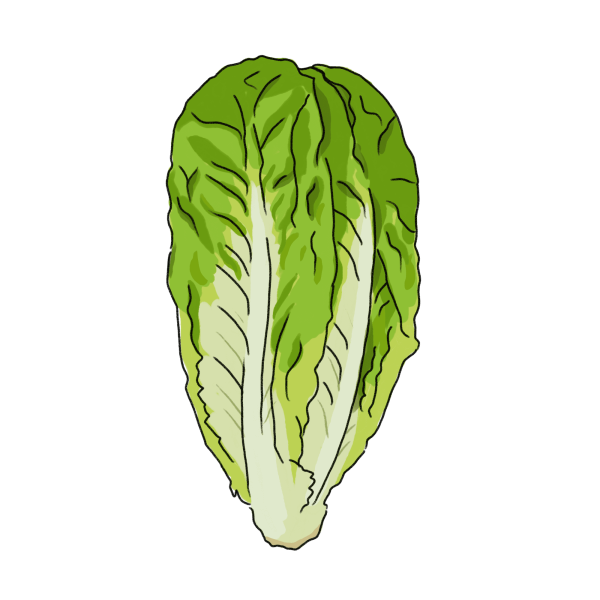 モンステラのイラスト 02 フリー素材 Greenstock40