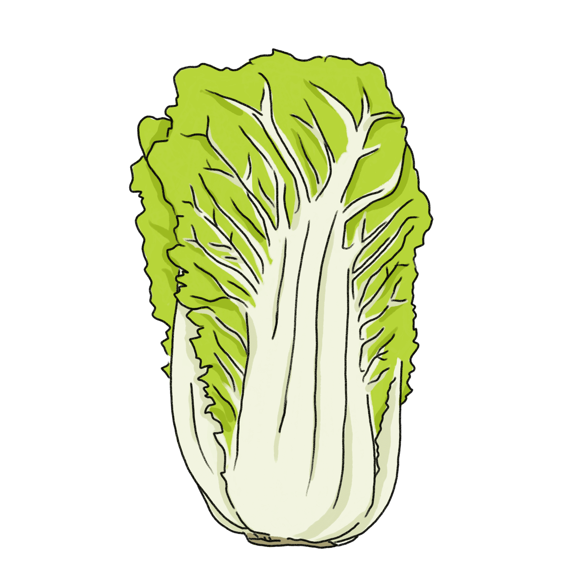 白菜のイラスト