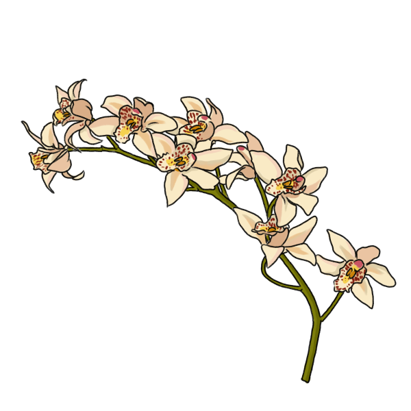 シクラメンのイラスト 02 フリー素材 Greenstock40