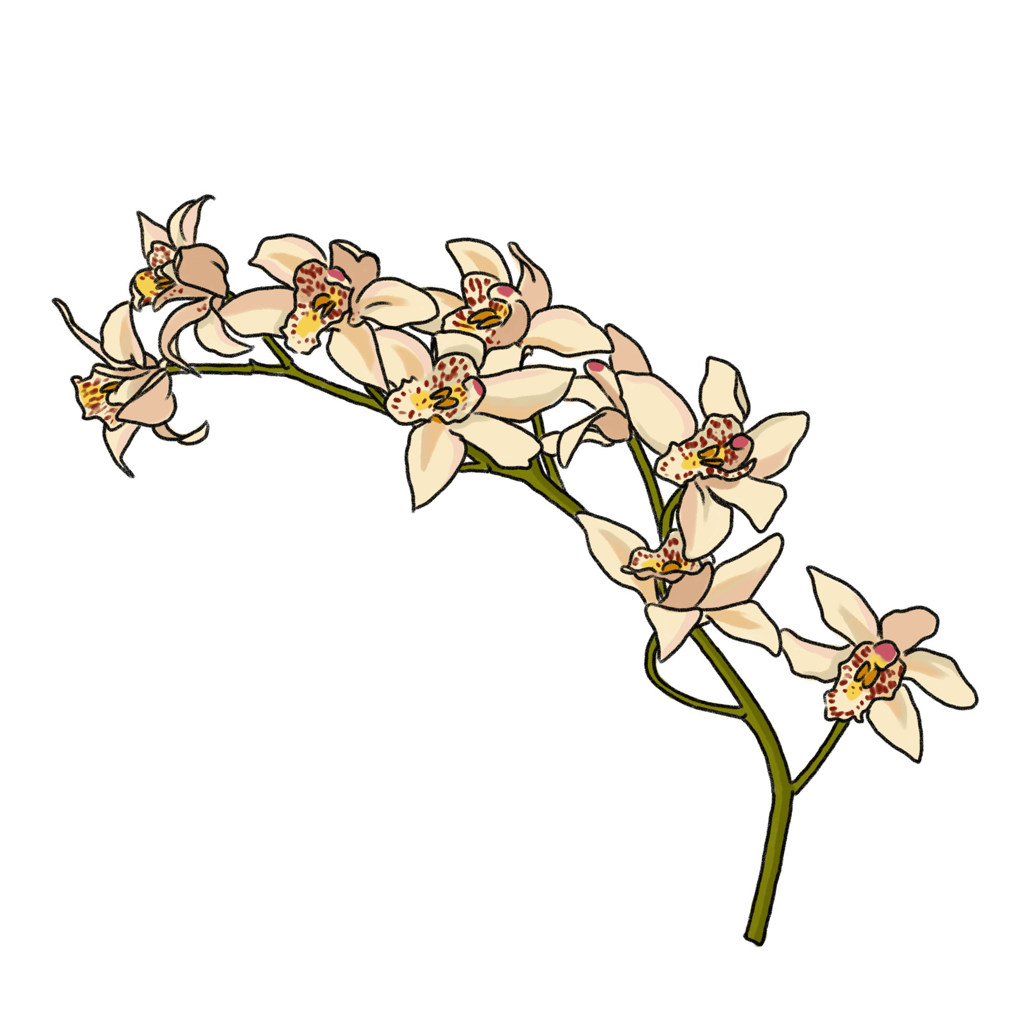 シンビジウムのイラスト フリー素材 Greenstock40