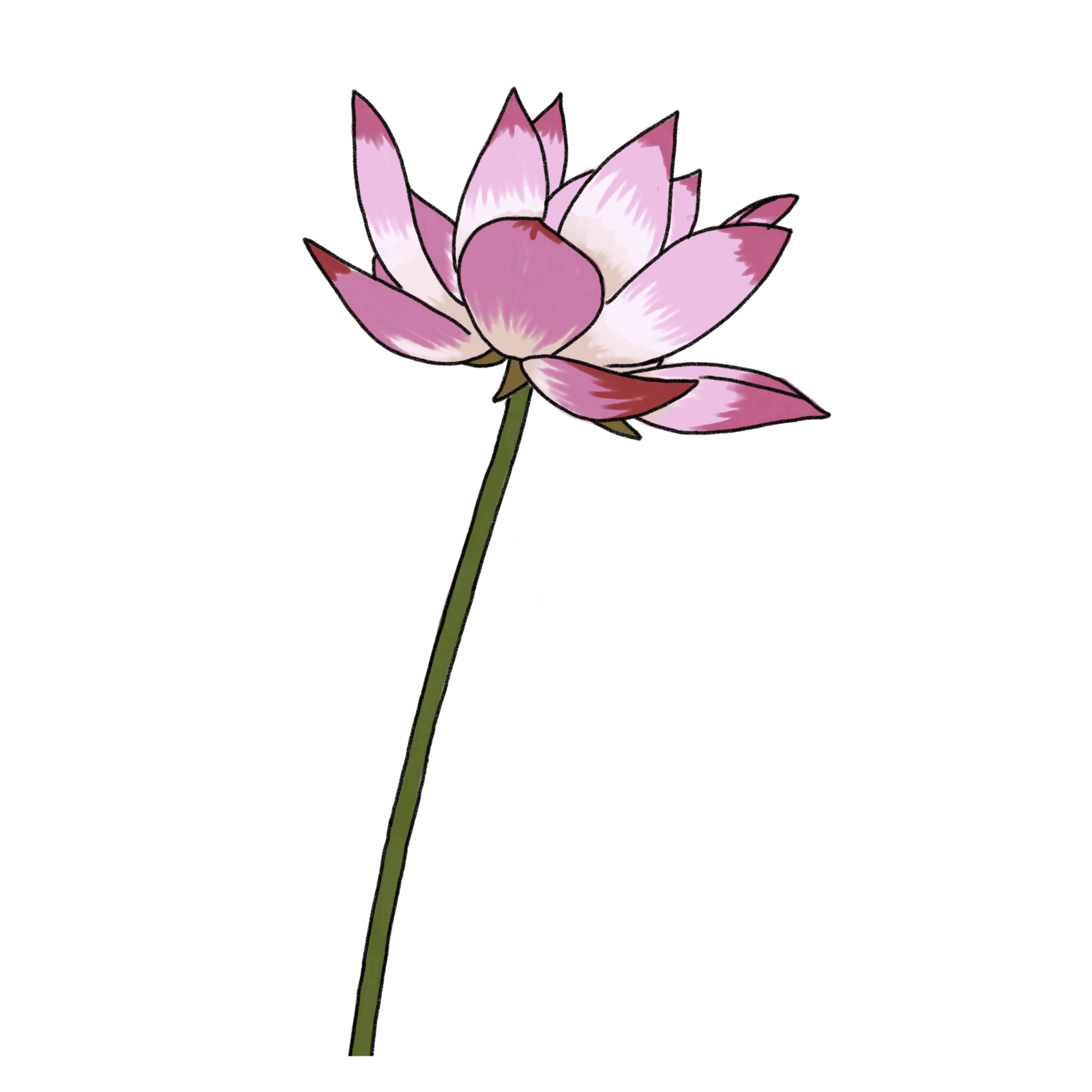 ハスの花のイラスト 02 フリー素材 Greenstock40
