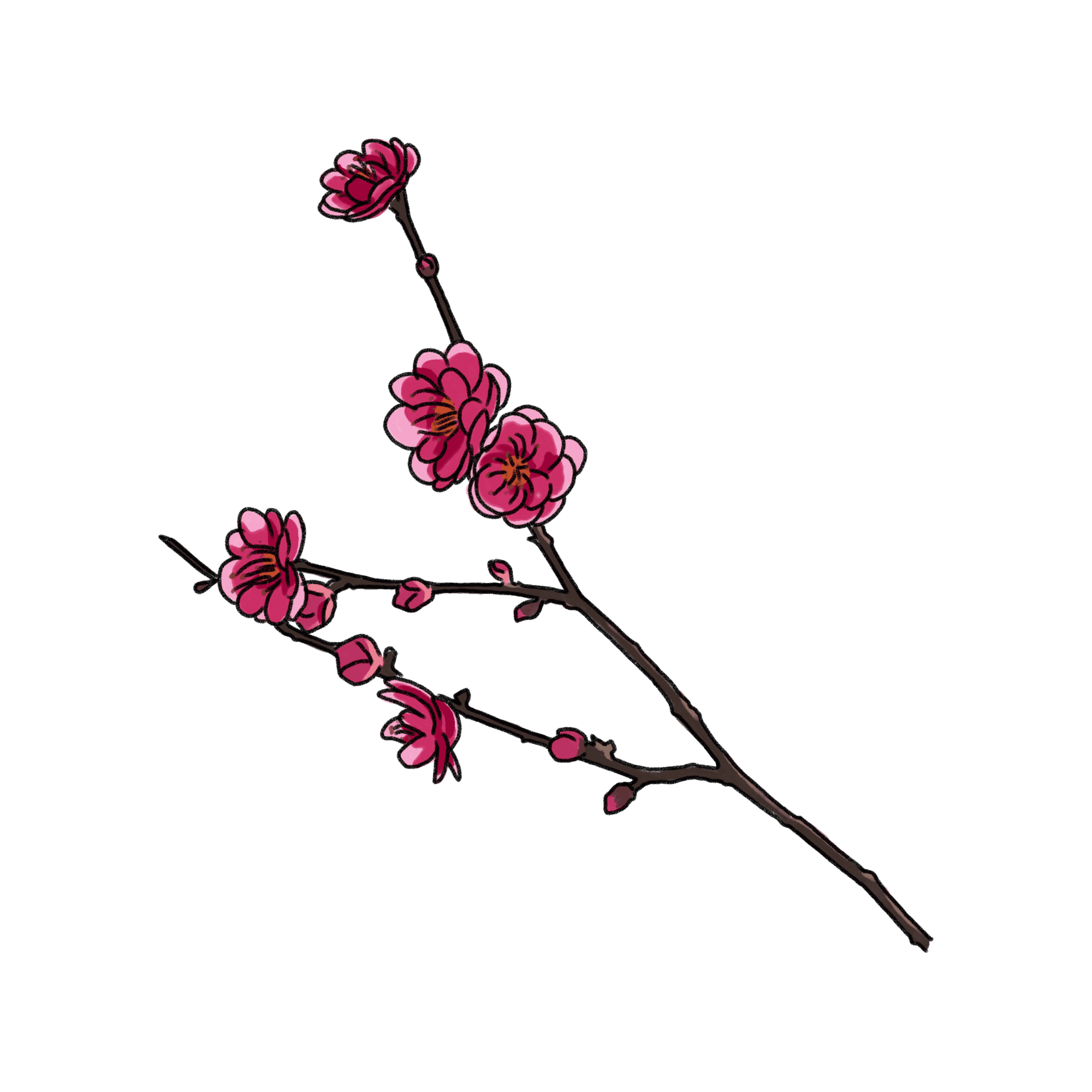 梅の花のイラスト 02 フリー素材 Greenstock40