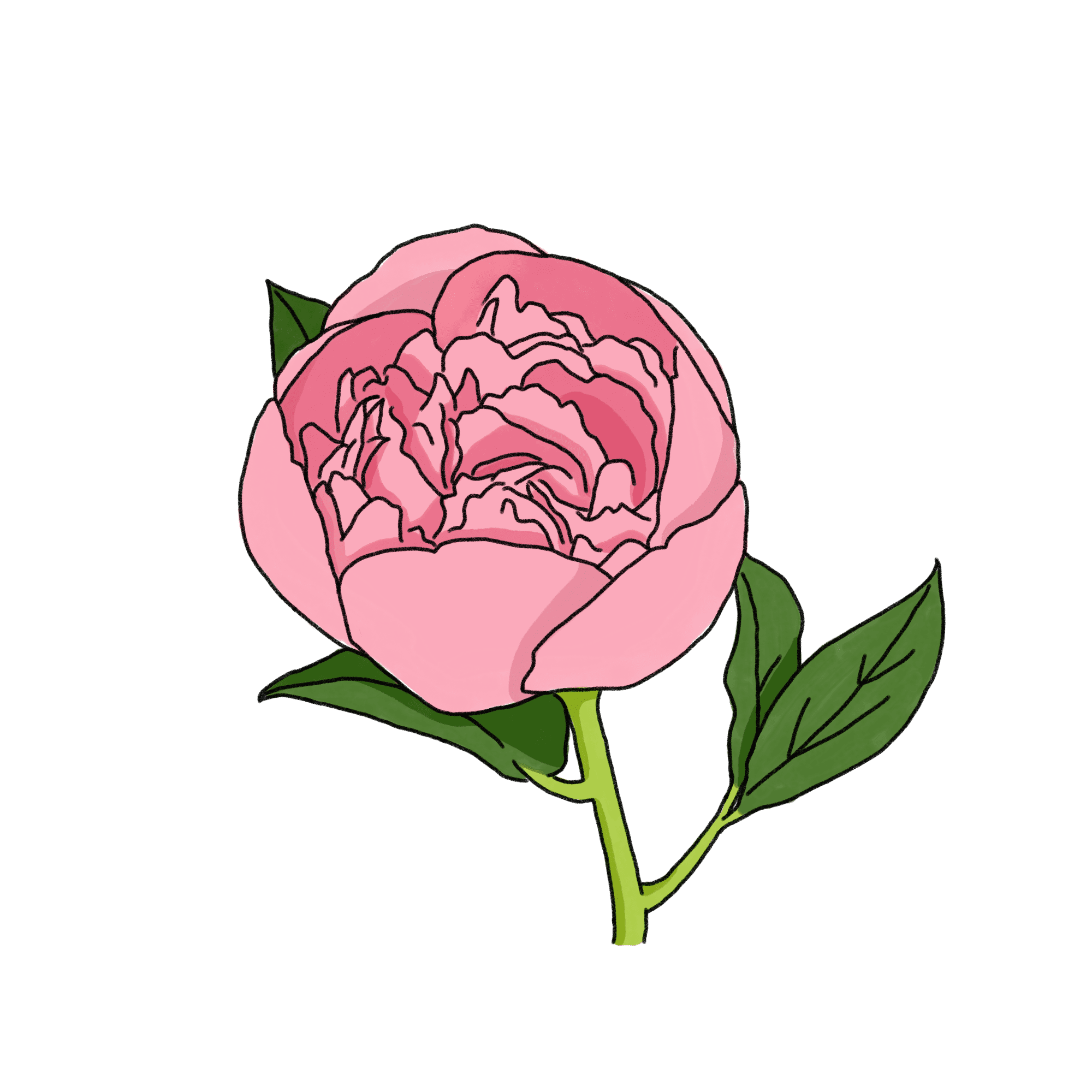 芍薬のイラスト 01 フリー素材 Greenstock40