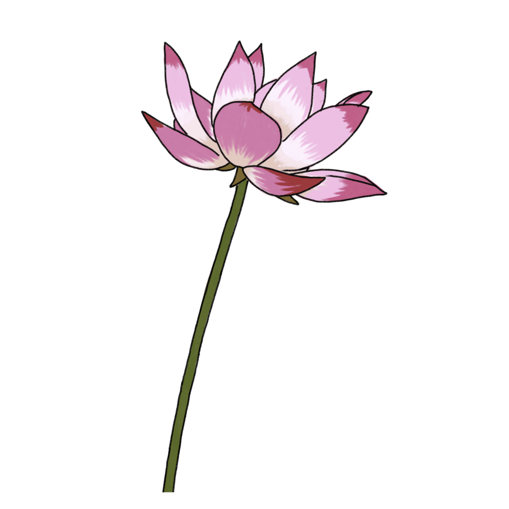 ハスの花のイラスト