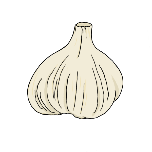 にんにくのイラスト
