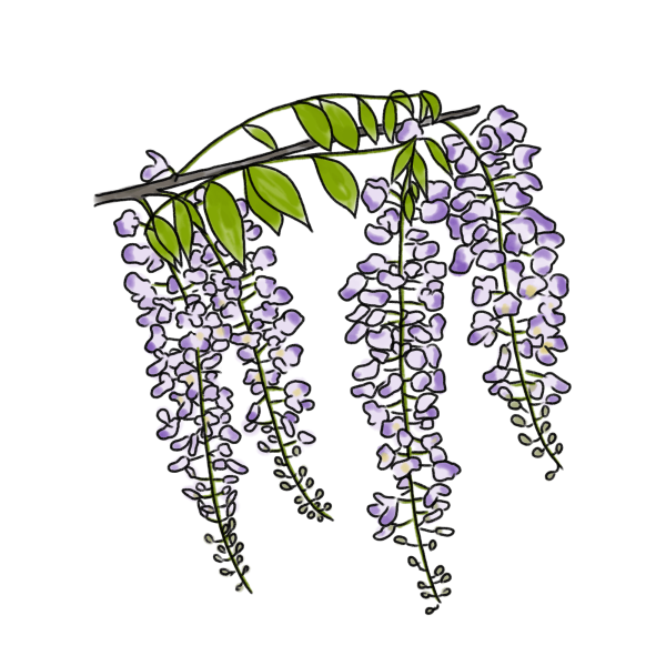 藤の花のイラスト