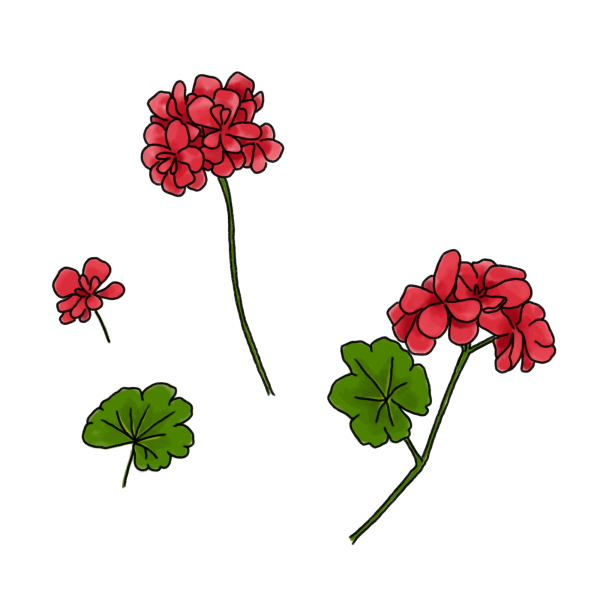 ゼラニウムのイラスト