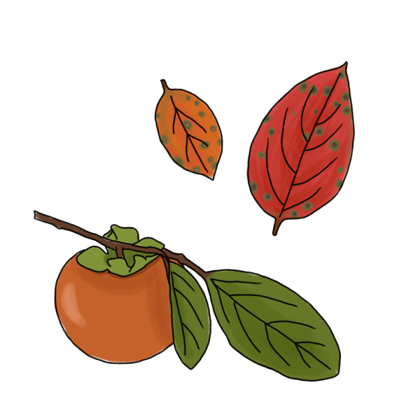 柿と柿の葉のイラスト