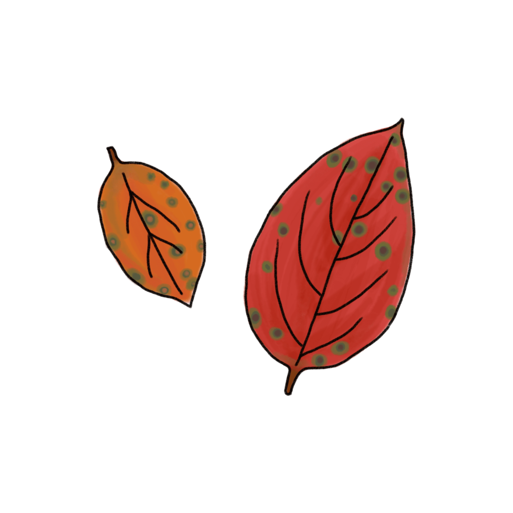 柿の葉のイラスト
