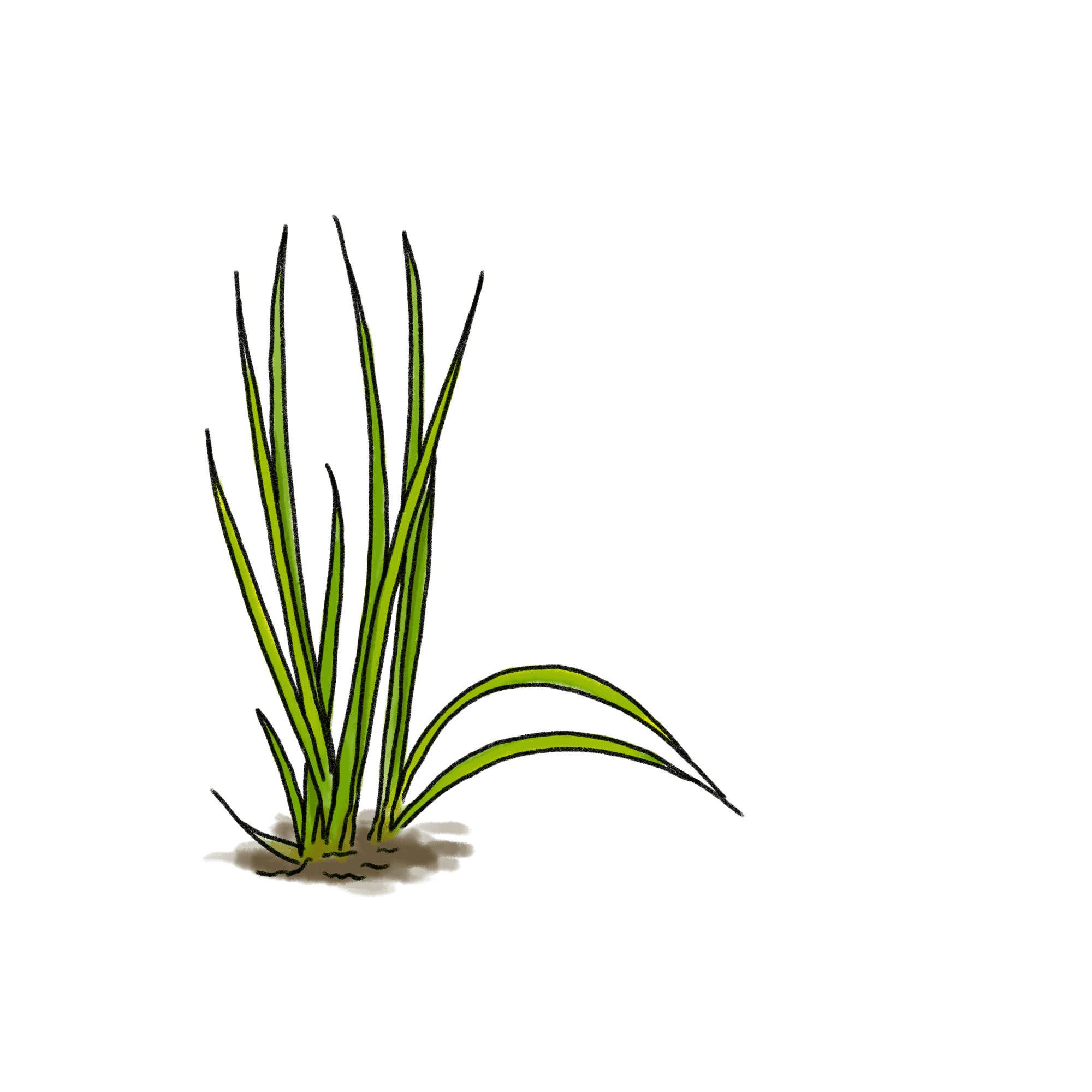 稲の苗のイラスト