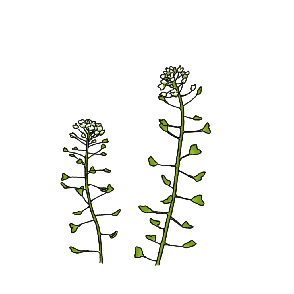 ぺんぺん草のイラスト