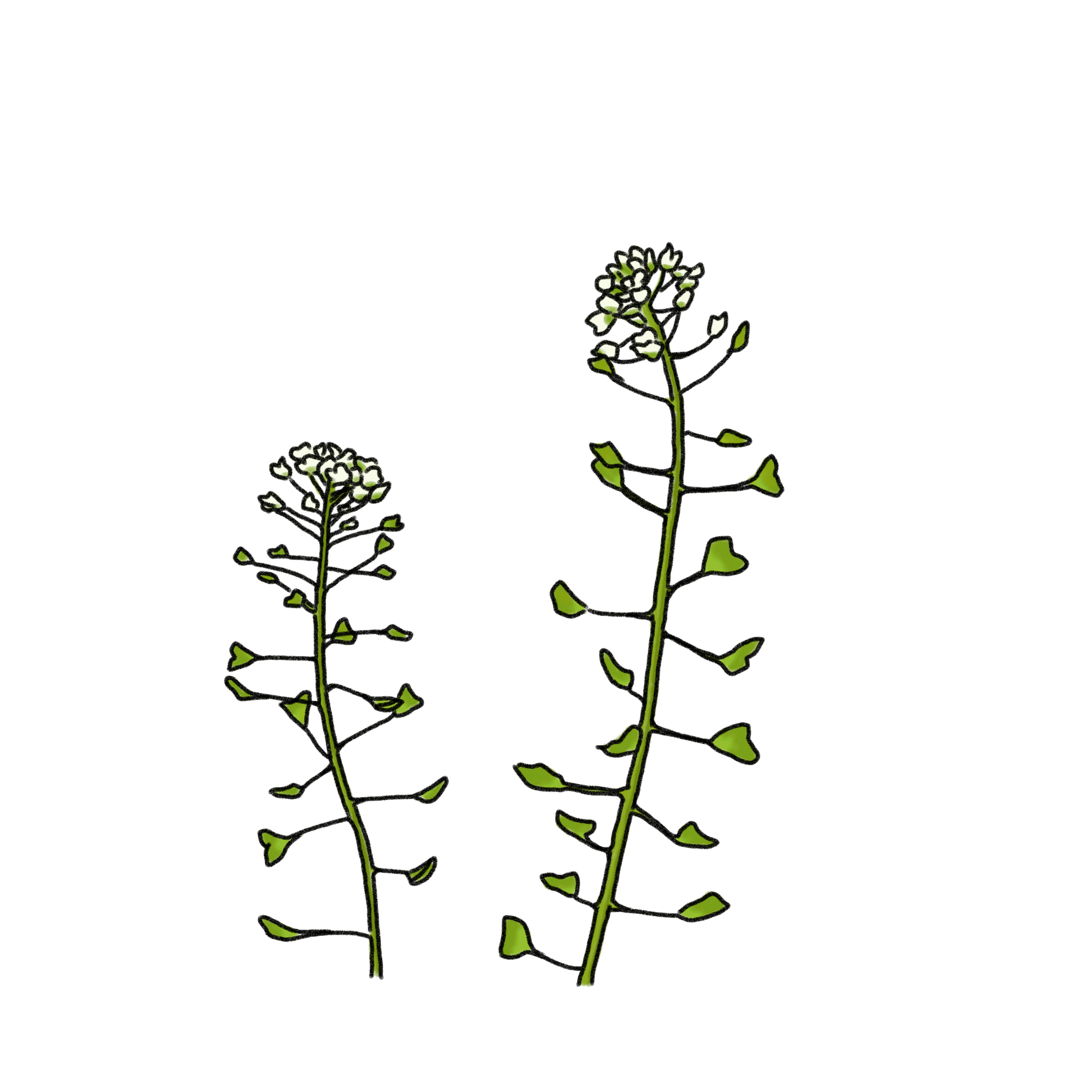 ぺんぺん草（なずな）のイラスト｜01｜フリー素材 - GreenStock40