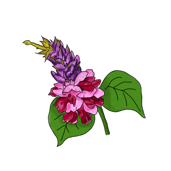 葛の花のイラスト