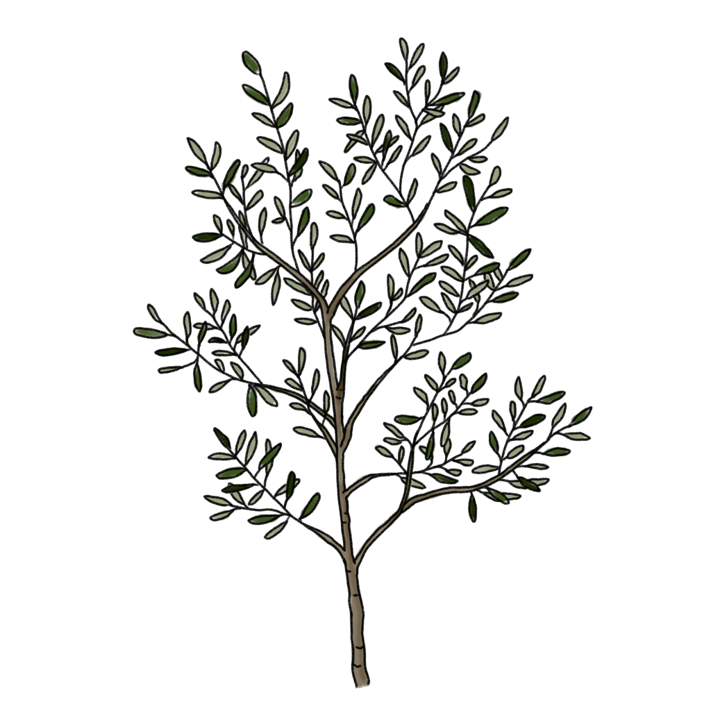 オリーブの木のイラスト