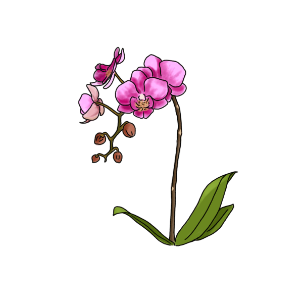 胡蝶蘭のイラスト