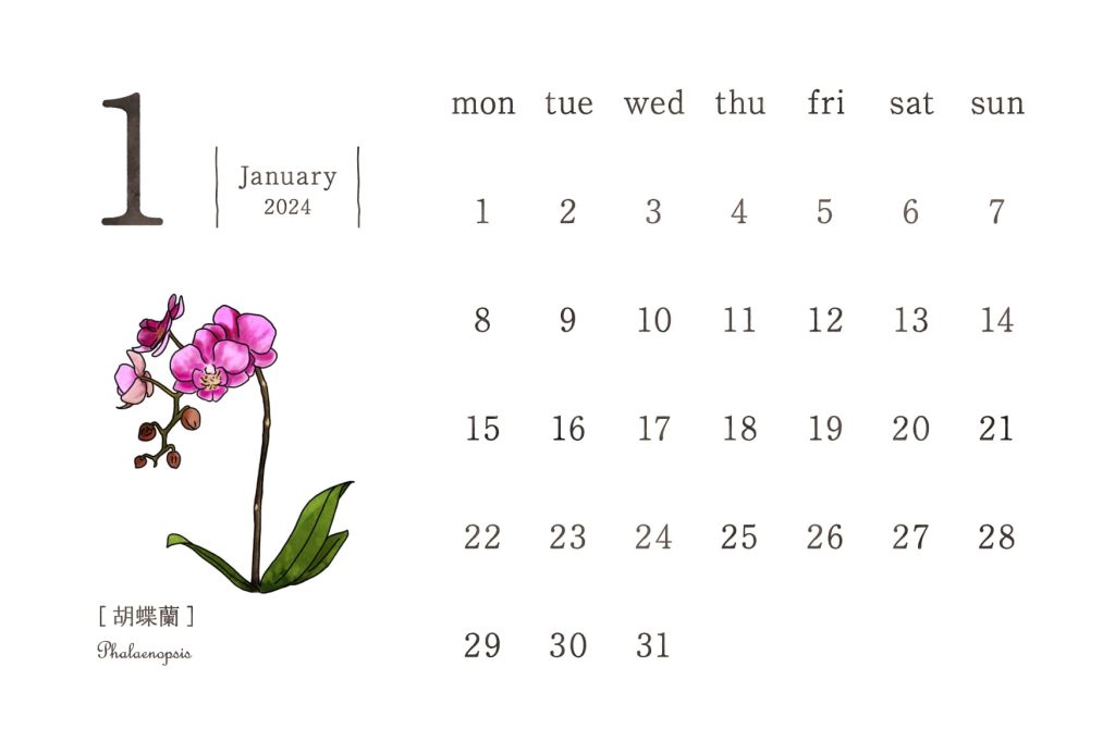 和の花カレンダー｜2024年1月｜胡蝶蘭