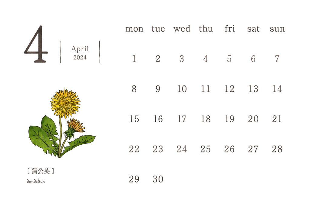 和の花カレンダー｜2024年4月｜蒲公英