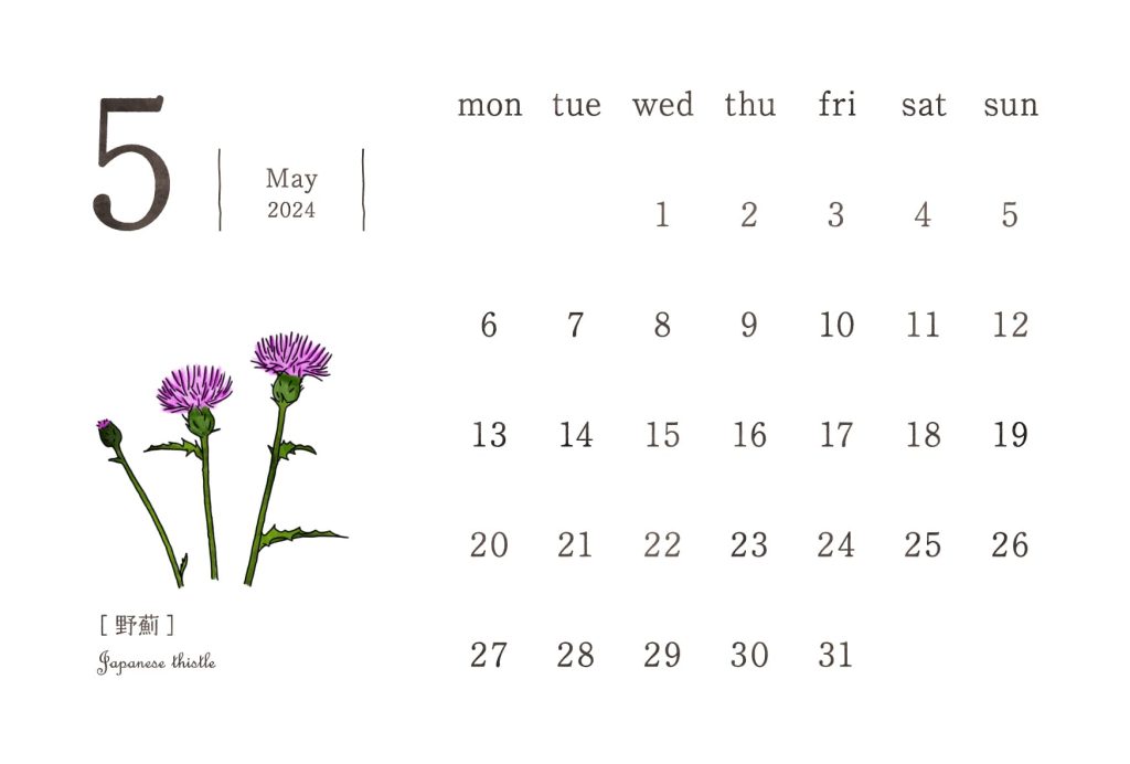 和の花カレンダー｜2024年5月｜野薊（のあざみ）
