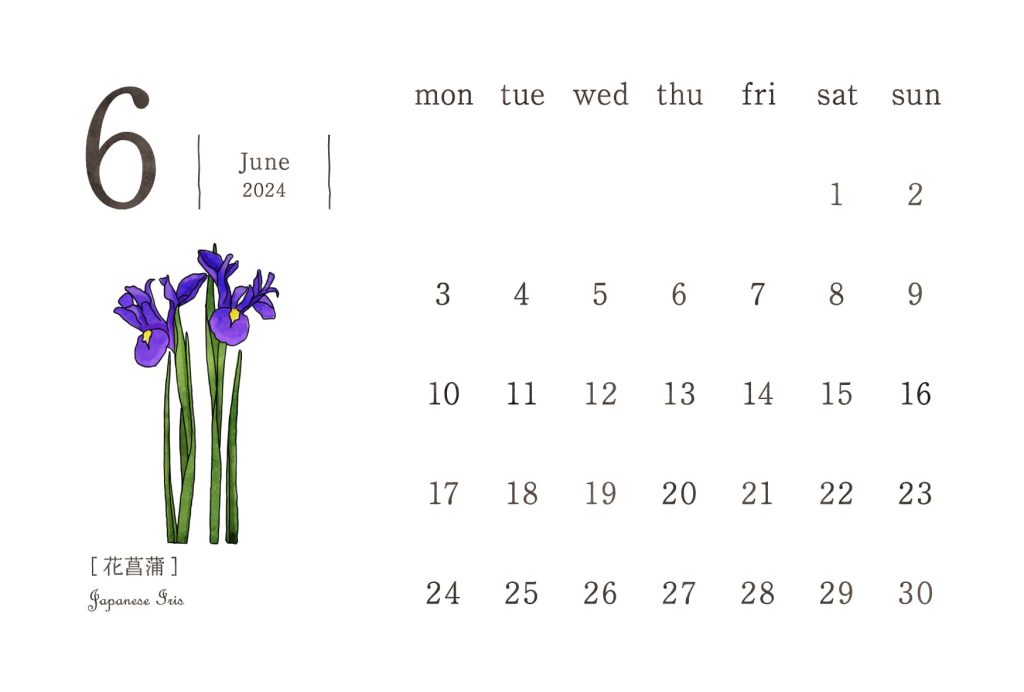 和の花カレンダー｜2024年6月｜花菖蒲（はなしょうぶ）
