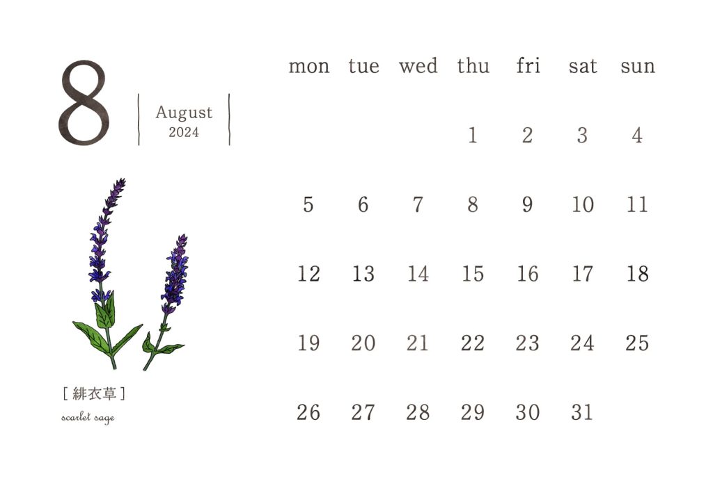 和の花カレンダー｜2024年8月｜緋衣草（サルビア）