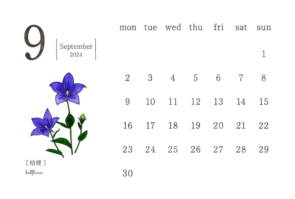 和の花カレンダー｜2024年9月｜桔梗（ききょう）