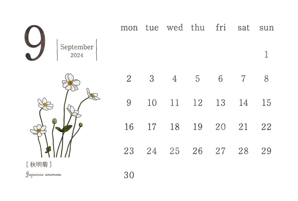 和の花カレンダー｜2024年9月｜秋明菊（シュウメイギク）