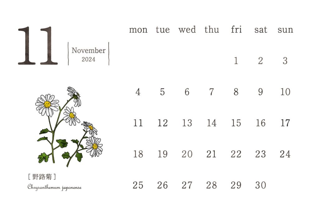 和の花カレンダー｜2024年11月｜野路菊（ノジギク）