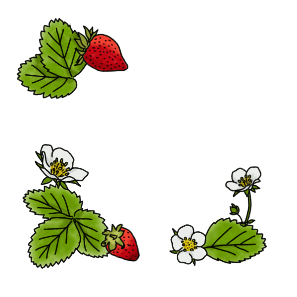 いちごといちごの花のイラスト