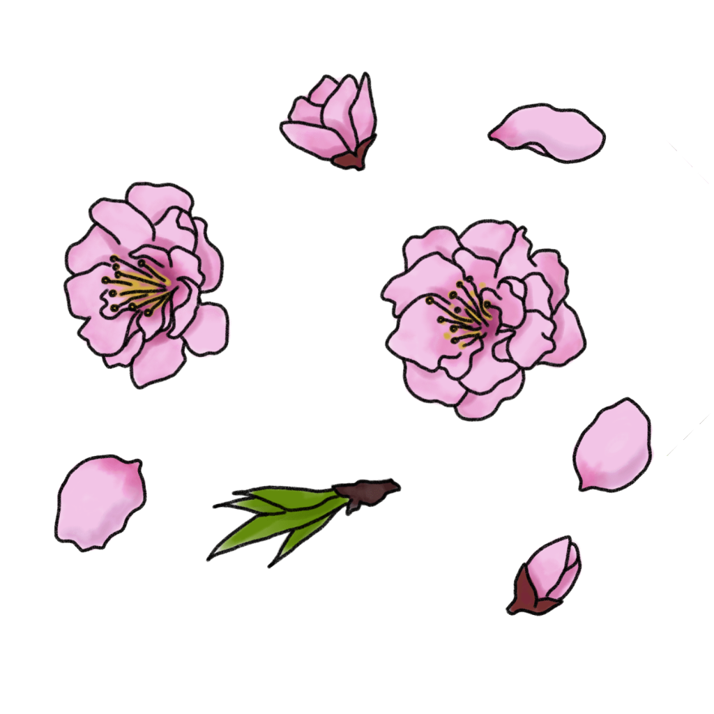 桃の花のイラスト